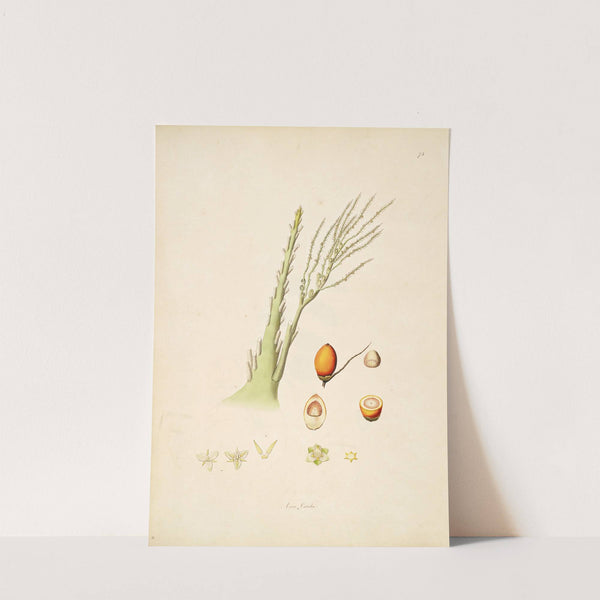 Plants of the coast of Coromandel Pl.075 by William Roxburgh