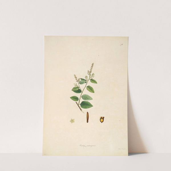 Plants of the coast of Coromandel Pl.076 by William Roxburgh