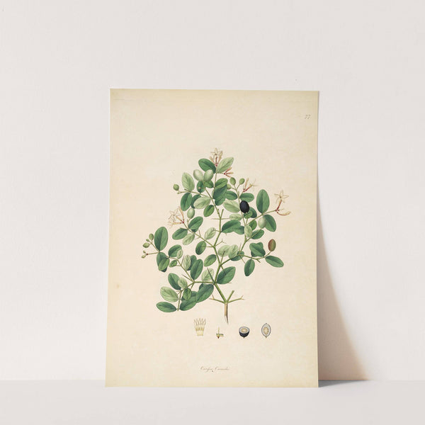 Plants of the coast of Coromandel Pl.077 by William Roxburgh