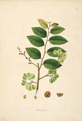 Plants of the coast of Coromandel Pl.078 — size preview