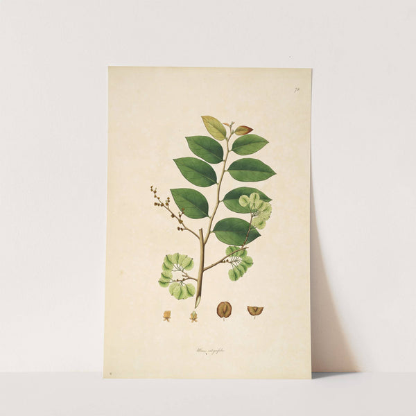 Plants of the coast of Coromandel Pl.078 by William Roxburgh