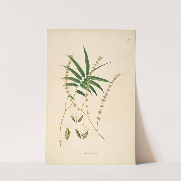 Plants of the coast of Coromandel Pl.079 by William Roxburgh