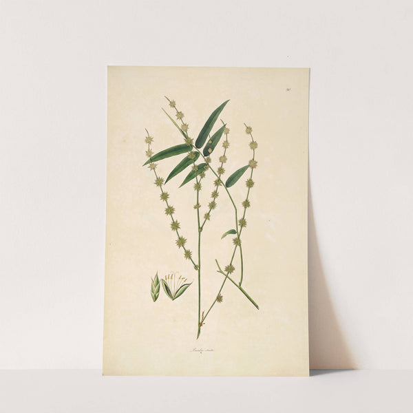 Plants of the coast of Coromandel Pl.080 by William Roxburgh