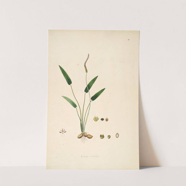 Plants of the coast of Coromandel Pl.081 by William Roxburgh