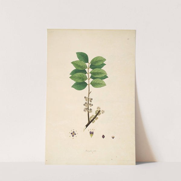 Plants of the coast of Coromandel Pl.082 by William Roxburgh