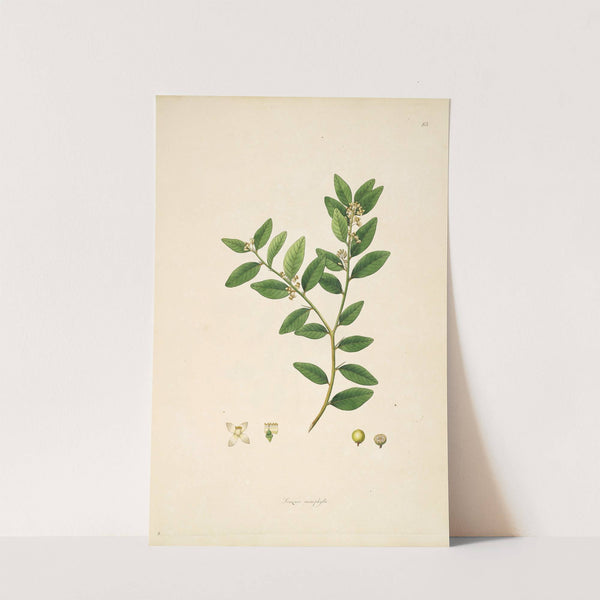 Plants of the coast of Coromandel Pl.083 by William Roxburgh