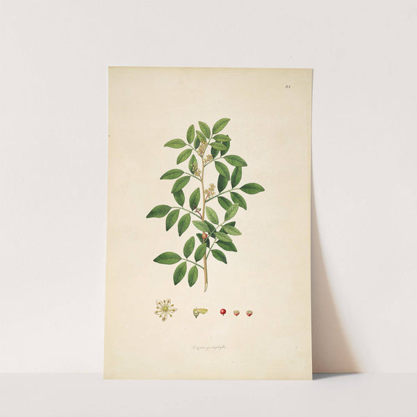 Plants of the coast of Coromandel Pl.084 (1795-1819) by William Roxburgh