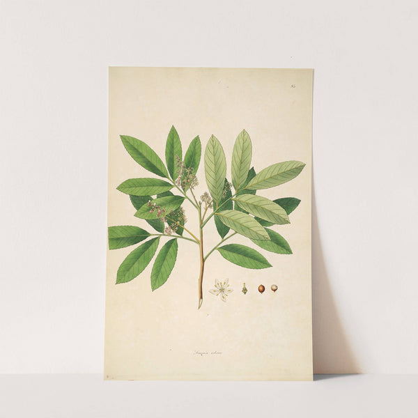 Plants of the coast of Coromandel Pl.085 (1795-1819) by William Roxburgh