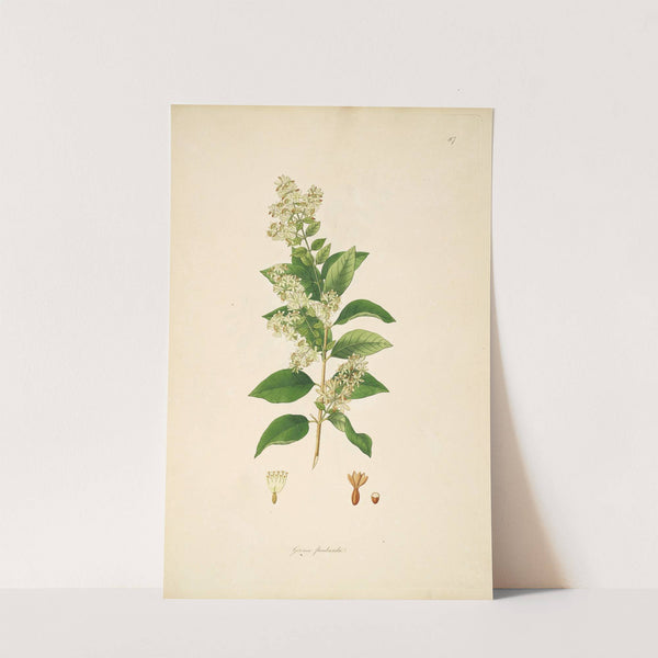 Plants of the coast of Coromandel Pl.087 (1795-1819) by William Roxburgh