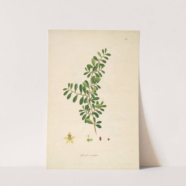 Plants of the coast of Coromandel Pl.088 (1795-1819) by William Roxburgh