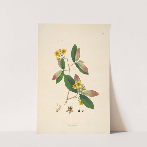 Plants of the coast of Coromandel Pl.089 (1795-1819) by William Roxburgh