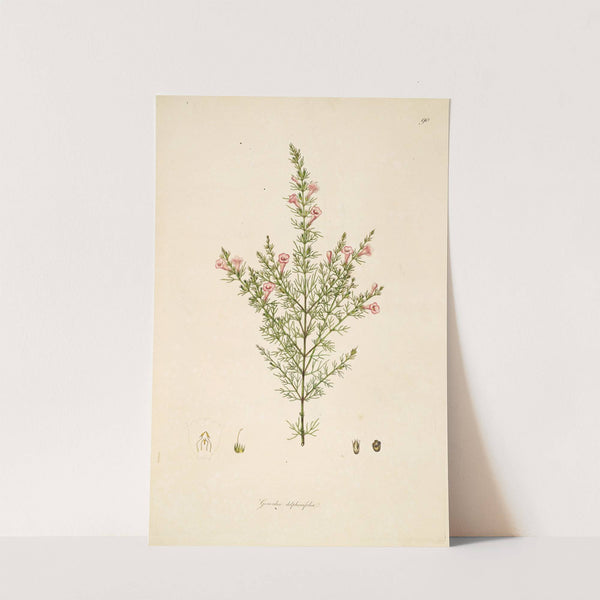 Plants of the coast of Coromandel Pl.090 (1795-1819) by William Roxburgh