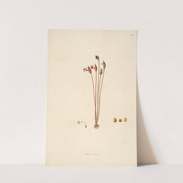 Plants of the coast of Coromandel Pl.091 (1795-1819) by William Roxburgh