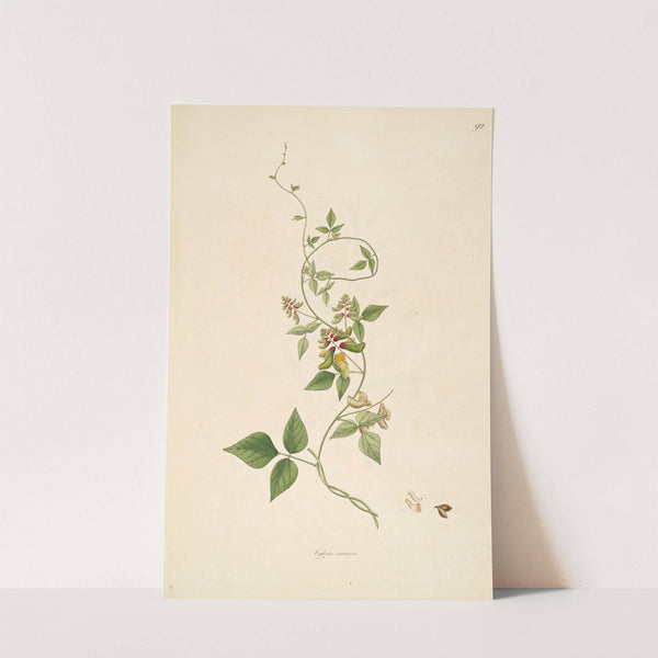 Plants of the coast of Coromandel Pl.092 (1795-1819) by William Roxburgh