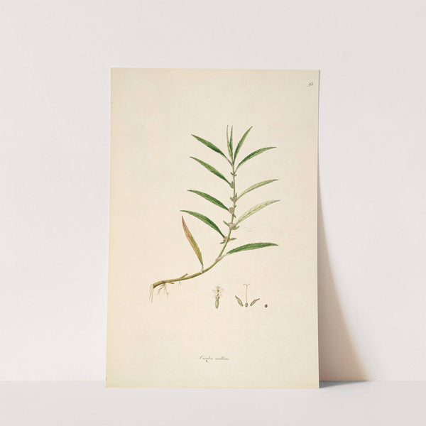 Plants of the coast of Coromandel Pl.093 (1795-1819) by William Roxburgh