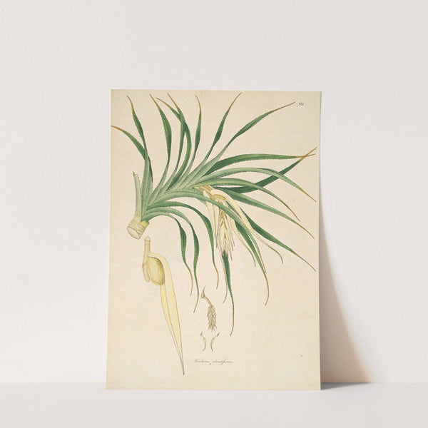 Plants of the coast of Coromandel Pl.094 by William Roxburgh