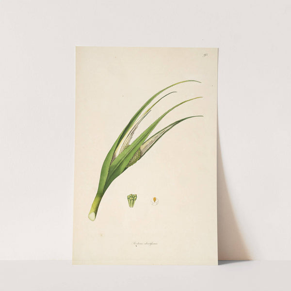 Plants of the coast of Coromandel Pl.095 by William Roxburgh