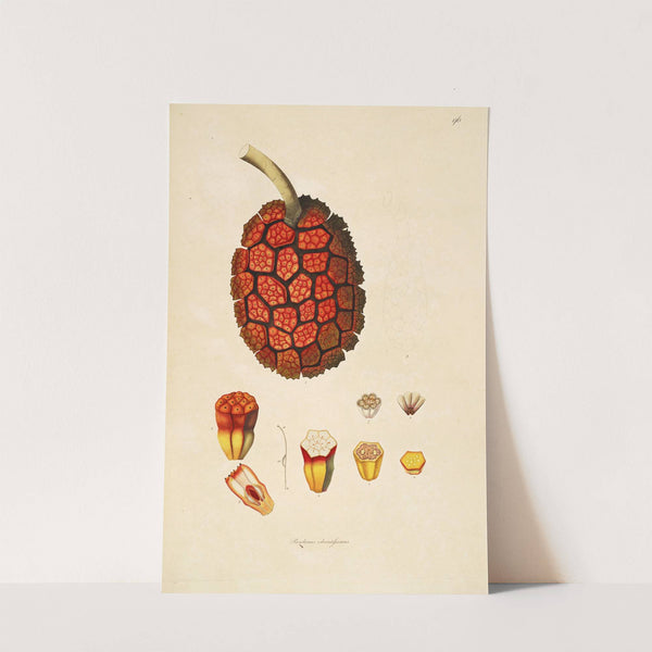 Plants of the coast of Coromandel Pl.096 by William Roxburgh