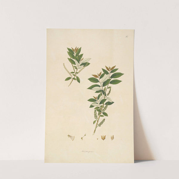 Plants of the coast of Coromandel Pl.097 by William Roxburgh