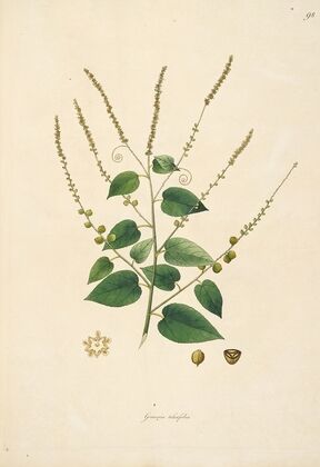 Plants of the coast of Coromandel Pl.098