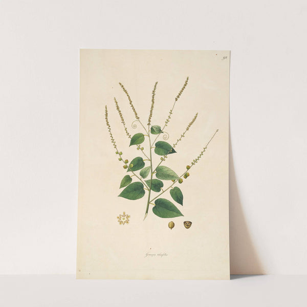 Plants of the coast of Coromandel Pl.098 by William Roxburgh