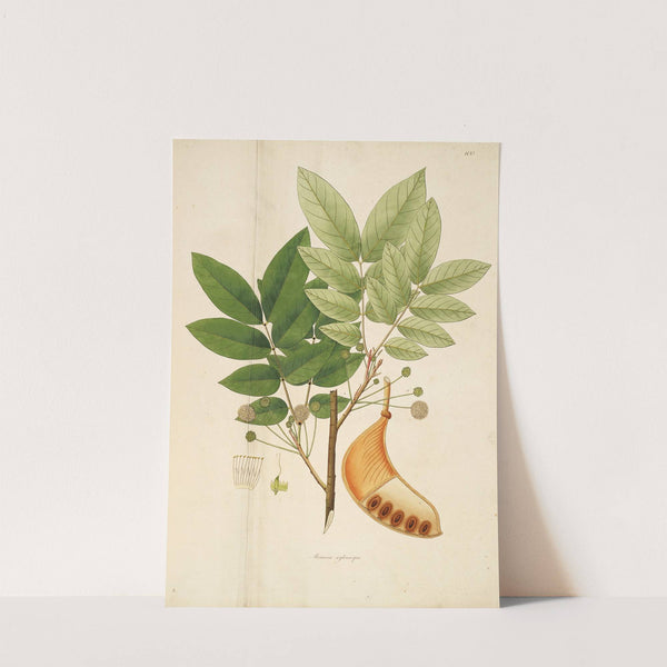 Plants of the coast of Coromandel Pl.100 by William Roxburgh