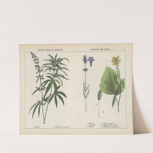 Plants useful in domestic, economy, the arts... by Charlotte Mary Yonge