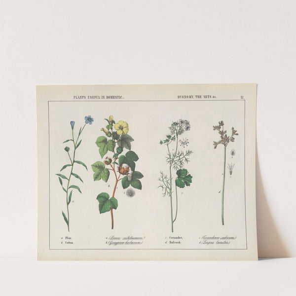 Plants useful in domestic, economy, the arts (Flax, Cotton, Coriander, Bulrush) by Charlotte Mary Yonge