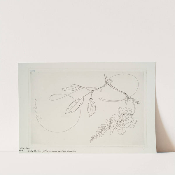 Plat rond (glycine). (1866 - 1878) by Félix Bracquemond