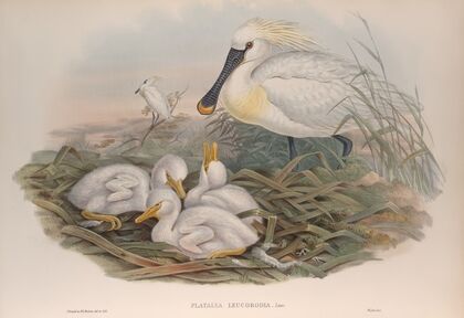Platalea-leucorodia. Spoonbill. (1862-1873)