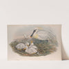 Platalea-leucorodia. Spoonbill. (1862-1873) by John Gould