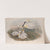Platalea-leucorodia. Spoonbill. (1862-1873) by John Gould