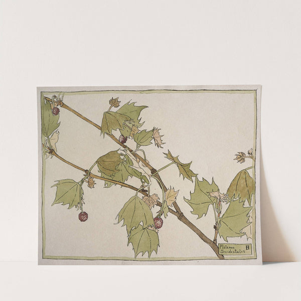 Platanus Occidentalis (Sycamore) by Hannah Borger Overbeck