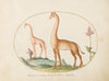 Plate 02; Two Giraffes with an Attendant (1575-1590)