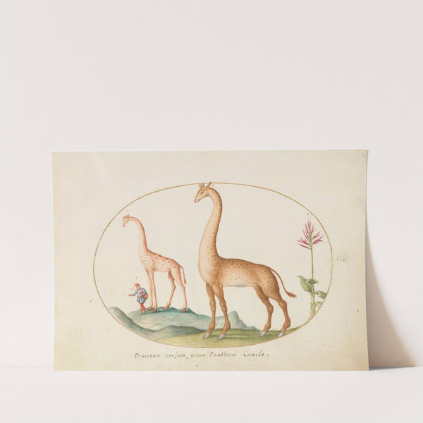 Plate 02; Two Giraffes with an Attendant (1575-1590) by Joris Hoefnagel