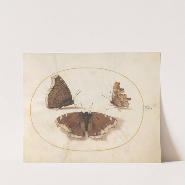 Plate 06; Two Views of a Mourning Cloak (Camberwell Beauty) Butterfly with a Comma Butterfly (1575-1590) by Joris Hoefnagel