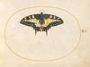 Plate 07; Swallowtail Butterfly (1575-1590)