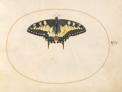 Plate 07; Swallowtail Butterfly (1575-1590)