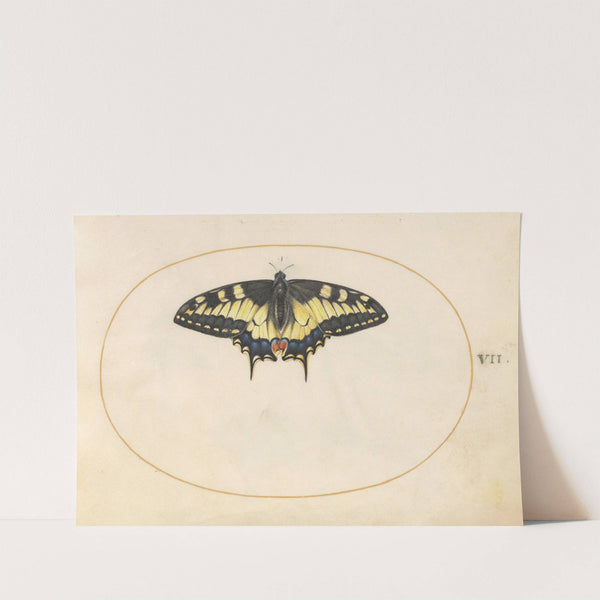 Plate 07; Swallowtail Butterfly (1575-1590) by Joris Hoefnagel