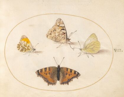 Plate 08; Orange Tip, Painted Lady, Southern Small White, and Small Tortoiseshell Butterflies (1575-1590)