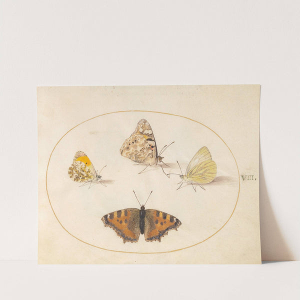Plate 08; Orange Tip, Painted Lady, Southern Small White, and Small Tortoiseshell Butterflies (1575-1590) by Joris Hoefnagel