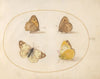 Plate 09; Meadow Brown, Gatekeeper, Clouded Yellow, and Bath White Butterflies (1575-1590)