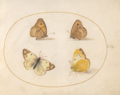 Plate 09; Meadow Brown, Gatekeeper, Clouded Yellow, and Bath White Butterflies (1575-1590)