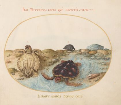 Plate 1; Two Loggerhead or Green Sea Turtles, a Muskrat, and Shells (1575-1590)