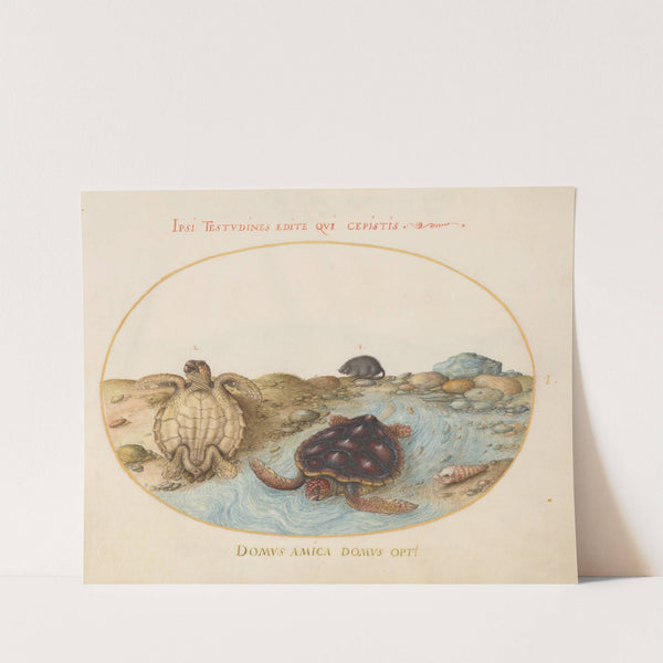 Plate 1; Two Loggerhead or Green Sea Turtles, a Muskrat, and Shells (1575-1590) by Joris Hoefnagel