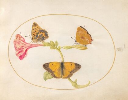 Plate 10; Brown Hairstreak, Silver-Washed Fritillary, and Clouded Yellow Butterflies on a Four-o’-Clock Flower (1575-1590)