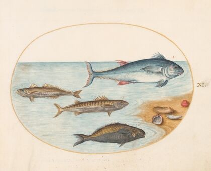 Plate 11; Four Fish and Shells (1575-1590)