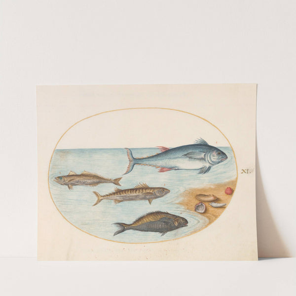 Plate 11; Four Fish and Shells (1575-1590) by Joris Hoefnagel