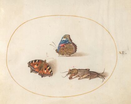Plate 11; Small Tortoiseshell and Red Admiral Butterflies with a Mole Cricket (1575-1590)