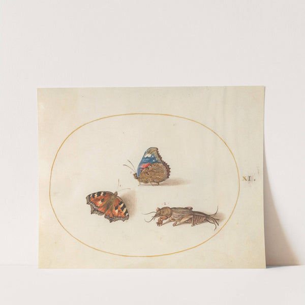 Plate 11; Small Tortoiseshell and Red Admiral Butterflies with a Mole Cricket (1575-1590) by Joris Hoefnagel